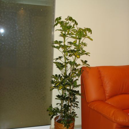 SCHEFFLERA